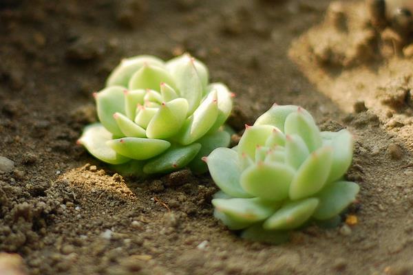 多肉靜夜養(yǎng)殖方法與注意事項(xiàng)（澆水、施肥） 靜夜葉插繁殖方法
