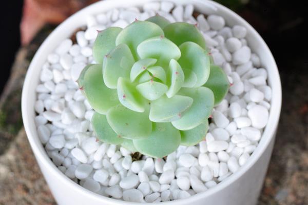 多肉靜夜養殖方法與注意事項(澆水、施肥) 靜夜葉插繁殖方法