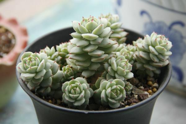 多肉靜夜養殖方法與注意事項(澆水、施肥) 靜夜葉插繁殖方法