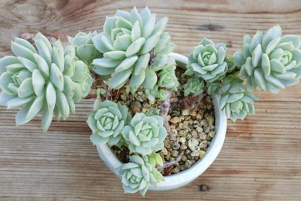 多肉靜夜養殖方法與注意事項(澆水、施肥) 靜夜葉插繁殖方法