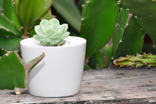 多肉靜夜養殖方法與注意事項(澆水、施肥) 靜夜葉插繁殖方法