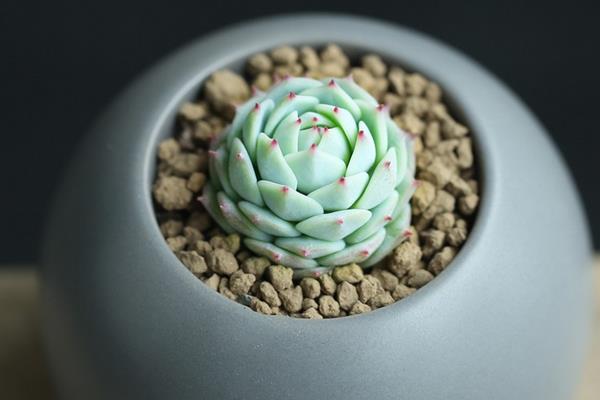 多肉靜夜養殖方法與注意事項(澆水、施肥) 靜夜葉插繁殖方法