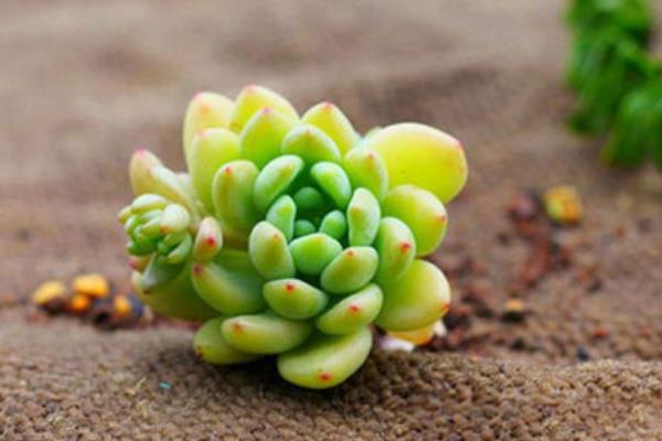 凝脂蓮多肉圖片大全（含老樁） 凝脂蓮特點與簡介