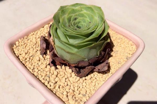 山地玫瑰圖片大全（老樁） 山地玫瑰特點與簡介