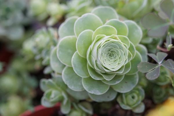 多肉山地玫瑰怎么養爆盆 山地玫瑰有哪些繁殖方法