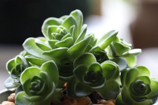 多肉山地玫瑰怎么養爆盆 山地玫瑰有哪些繁殖方法