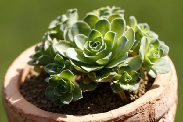 多肉山地玫瑰怎么養爆盆 山地玫瑰有哪些繁殖方法