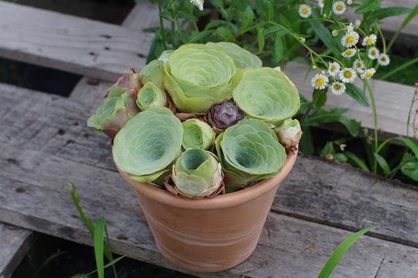 多肉山地玫瑰怎么養爆盆 山地玫瑰有哪些繁殖方法