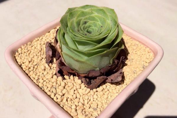 多肉山地玫瑰怎么養爆盆 山地玫瑰有哪些繁殖方法