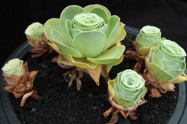 多肉山地玫瑰怎么養爆盆 山地玫瑰有哪些繁殖方法