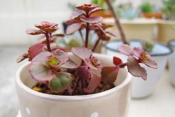 小球玫瑰圖片大全（開花） 小球玫瑰多肉特點及簡介