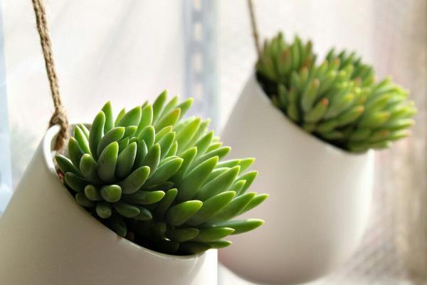 千佛手圖片大全（爆盆） 多肉千佛手特點與簡介（又叫什么）