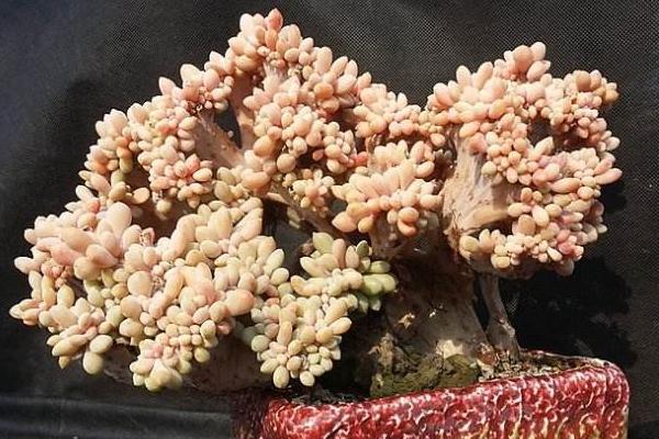 醉美人多肉市場價格多少錢一盆 醉美人的形態特征