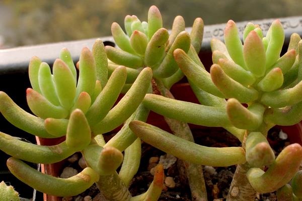 八千代多肉圖片大全（老樁） 多肉植物八千代特點與簡介