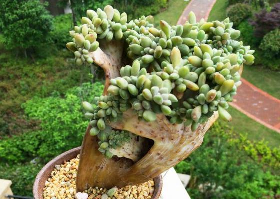 醉美人多肉市場(chǎng)價(jià)格多少錢(qián)一盆 醉美人的形態(tài)特征