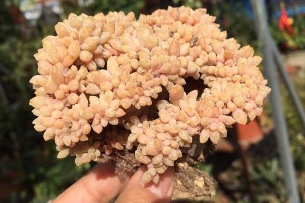 醉美人多肉市場(chǎng)價(jià)格多少錢(qián)一盆 醉美人的形態(tài)特征