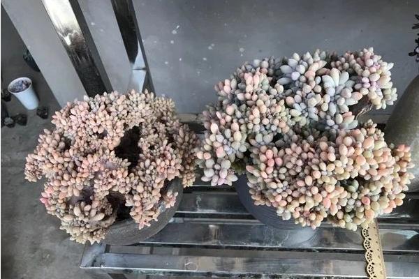 醉美人多肉市場(chǎng)價(jià)格多少錢(qián)一盆 醉美人的形態(tài)特征