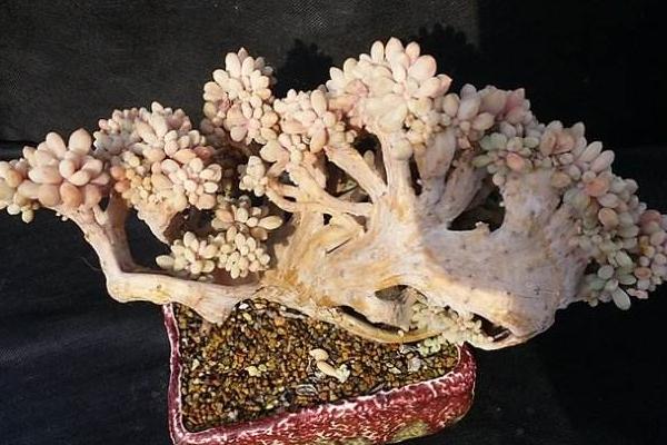 醉美人多肉市場(chǎng)價(jià)格多少錢(qián)一盆 醉美人的形態(tài)特征