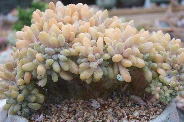 醉美人多肉市場(chǎng)價(jià)格多少錢(qián)一盆 醉美人的形態(tài)特征