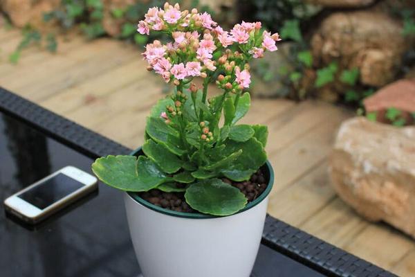 長壽花怎么繁殖（三種扦插方法） 長壽花養護事項