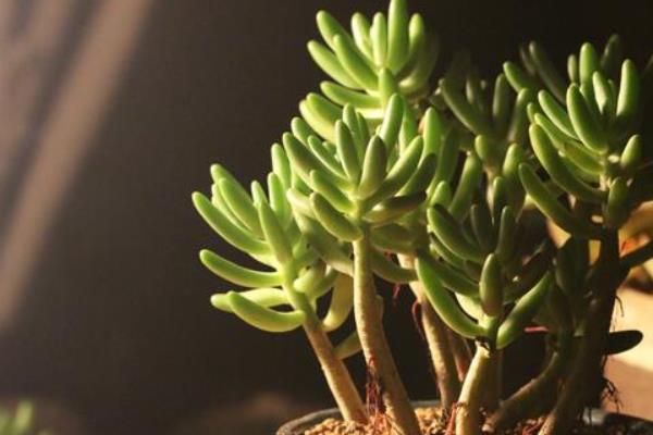 八千代多肉圖片大全（老樁） 多肉植物八千代特點與簡介