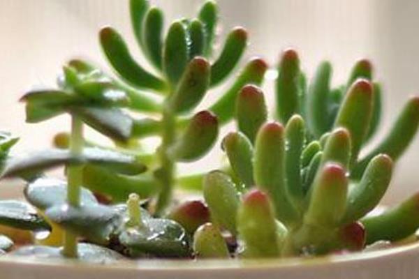 八千代多肉圖片大全（老樁） 多肉植物八千代特點與簡介