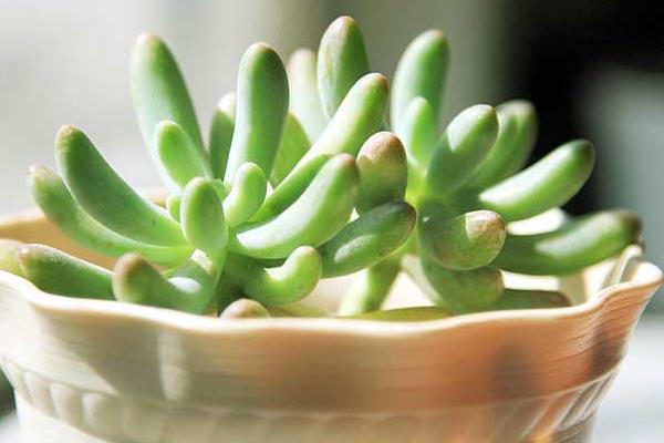 八千代多肉圖片大全（老樁） 多肉植物八千代特點與簡介