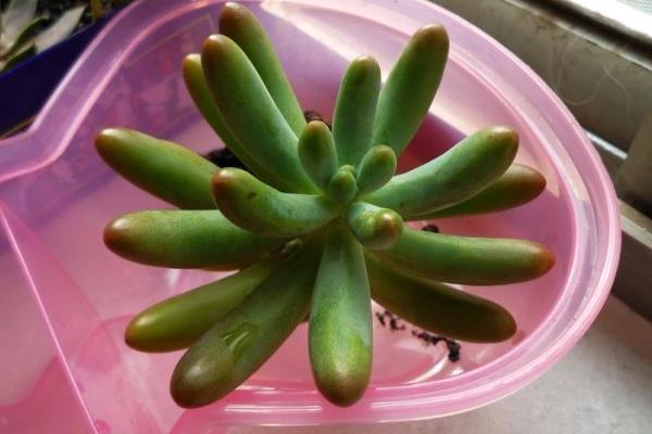 八千代多肉圖片大全（老樁） 多肉植物八千代特點與簡介