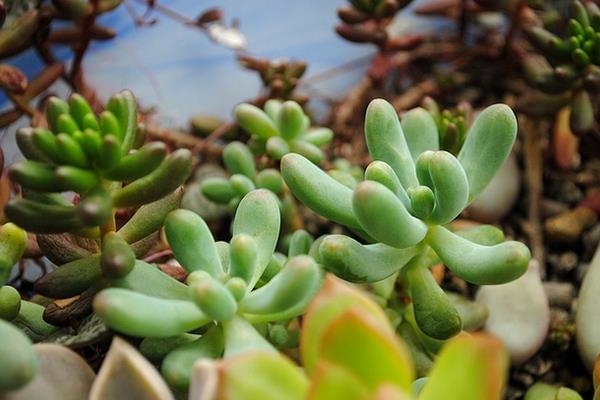 八千代多肉圖片大全（老樁） 多肉植物八千代特點與簡介
