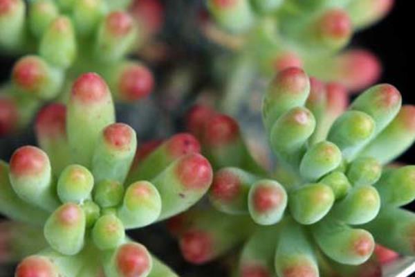 八千代多肉圖片大全（老樁） 多肉植物八千代特點與簡介