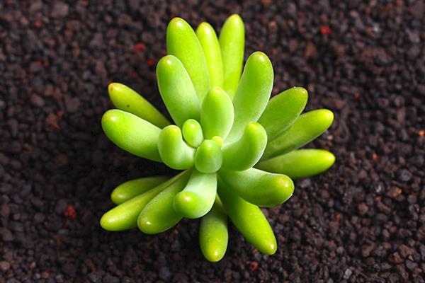 八千代多肉圖片大全（老樁） 多肉植物八千代特點與簡介