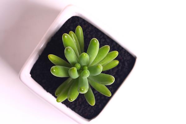 八千代多肉圖片大全（老樁） 多肉植物八千代特點與簡介