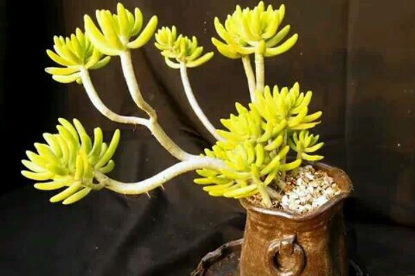 八千代多肉怎么繁殖 八千代多肉澆水技巧