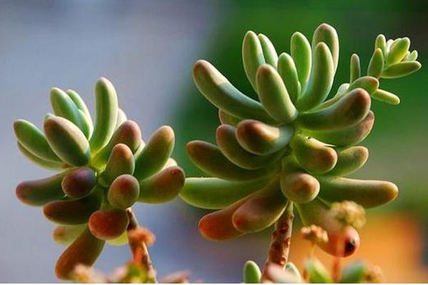 八千代多肉怎么繁殖 八千代多肉澆水技巧