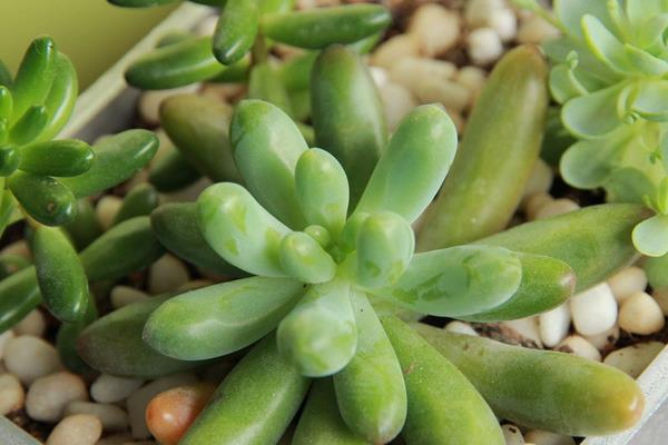 八千代多肉怎么繁殖 八千代多肉澆水技巧