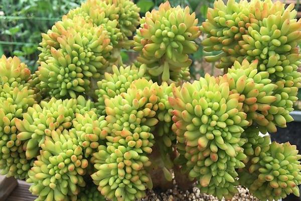 八千代多肉怎么繁殖 八千代多肉澆水技巧