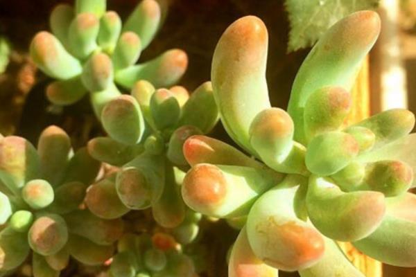 八千代多肉怎么繁殖 八千代多肉澆水技巧