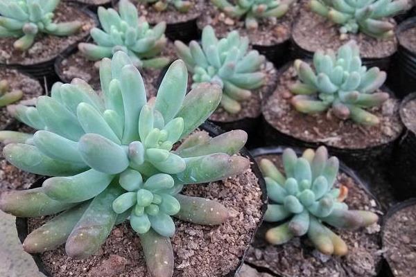 八千代多肉怎么繁殖 八千代多肉澆水技巧