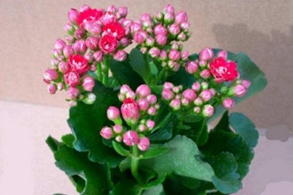 長壽花葉子發黃的原因及解決辦法 長壽花葉子發軟防治