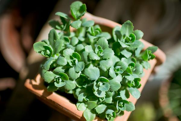 八寶景天圖片大全 八寶景天特點與簡介