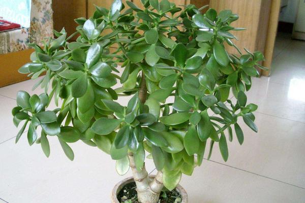 燕子掌和玉樹的區別是什么（哪個珍貴） 燕子掌的簡介