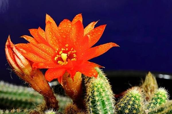 鼠尾掌什么時候開花(要幾年) 鼠尾掌的養殖方法