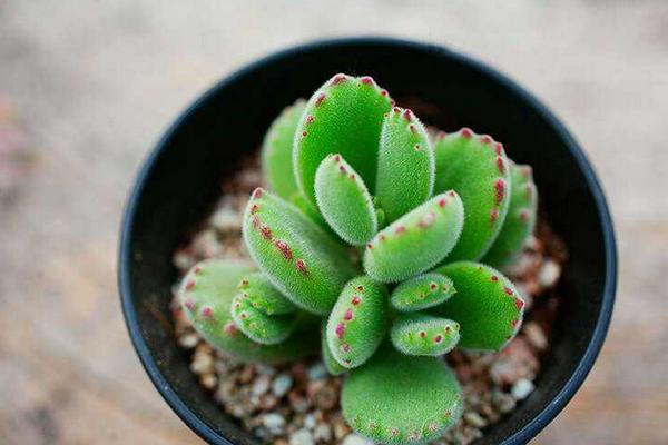 熊童子圖片大全（老樁） 熊童子多肉特點與簡介