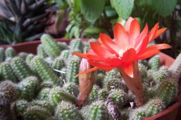 鼠尾掌什么時候開花(要幾年) 鼠尾掌的養殖方法