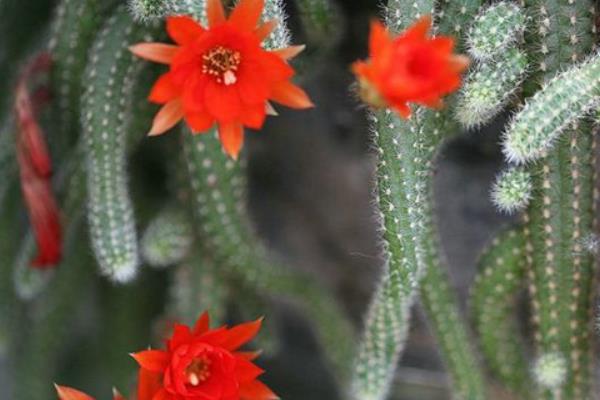 鼠尾掌什么時候開花(要幾年) 鼠尾掌的養殖方法