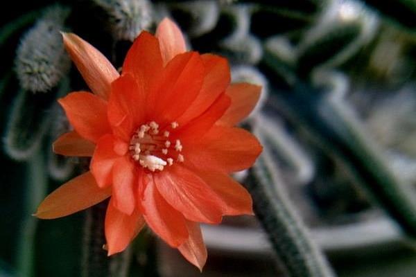 鼠尾掌什么時候開花(要幾年) 鼠尾掌的養殖方法