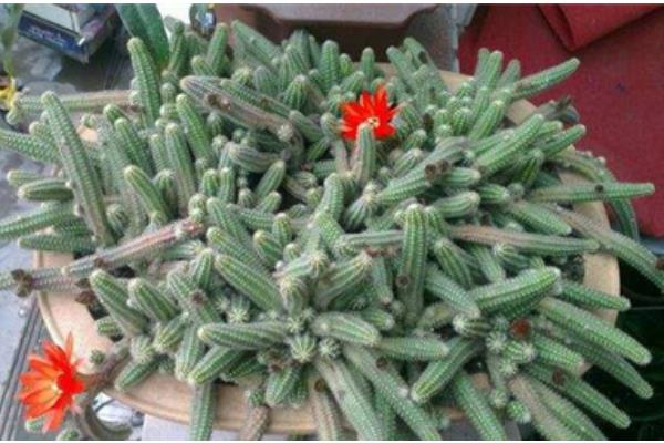 鼠尾掌什么時候開花(要幾年) 鼠尾掌的養殖方法