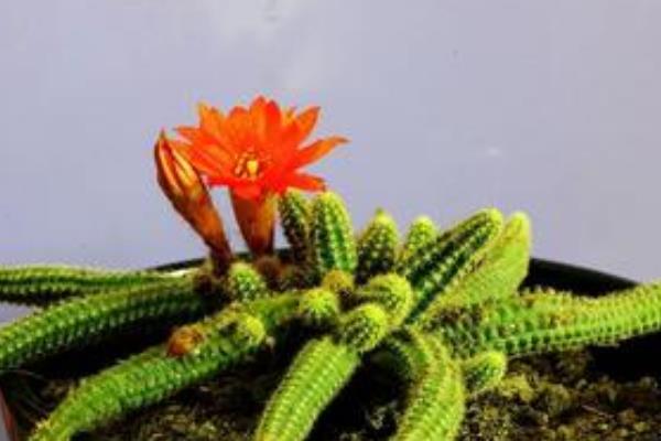 鼠尾掌什么時候開花(要幾年) 鼠尾掌的養殖方法