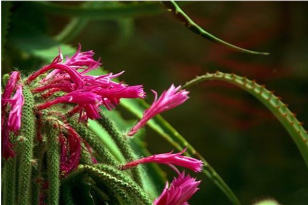 鼠尾掌什么時候開花(要幾年) 鼠尾掌的養殖方法