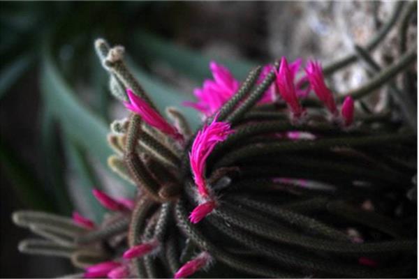 鼠尾掌什么時候開花(要幾年) 鼠尾掌的養殖方法